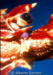 JUNG LOBSTER' HEAD Palinurus vulgaris. NOTE THE SPHERIC E... by Alberto Romeo 